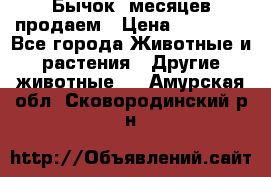 Бычок 6месяцев продаем › Цена ­ 20 000 - Все города Животные и растения » Другие животные   . Амурская обл.,Сковородинский р-н